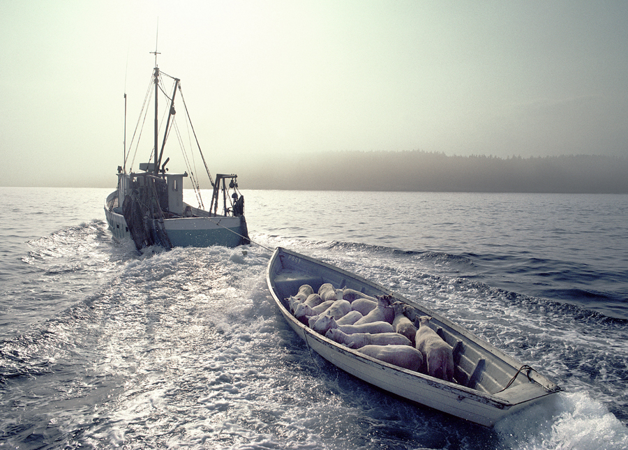 sheep in boat