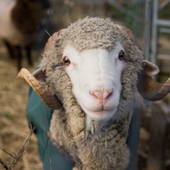 Swans Island Company's Island Collection throws, blankets and scarves are handwoven in Maine with wool from Maine island sheep. This ram is one of the flock on Vinalhaven, Maine.