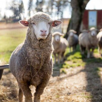 Swans Island Company's Island Throws are made with locally sourced single-origin fleece from a Maine island farm. Shown here, the flock of sheep in the pasture. Fleece from these sheep goes into making these blankets.
