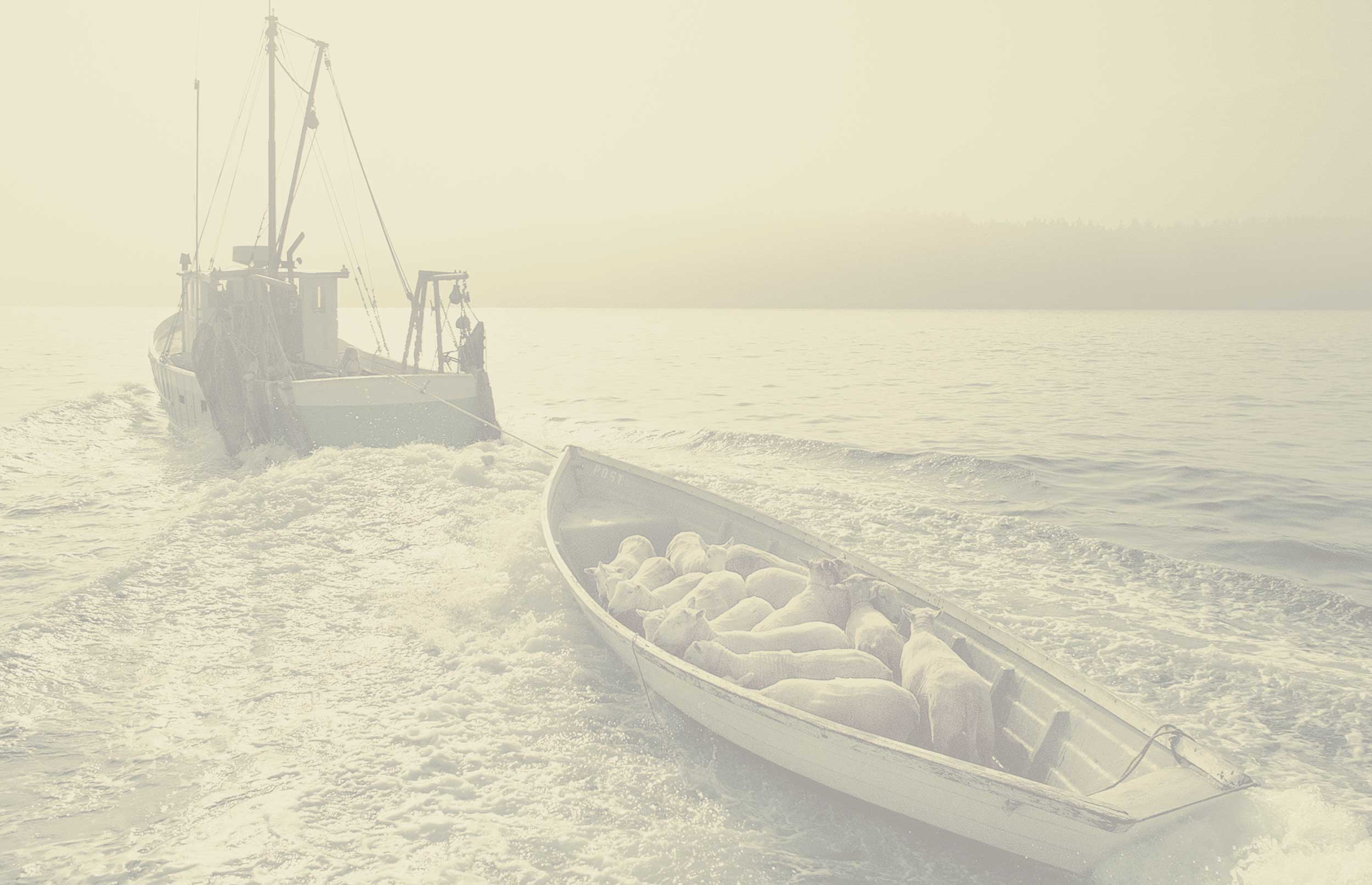 lobster boat towing dinghy filled with sheep