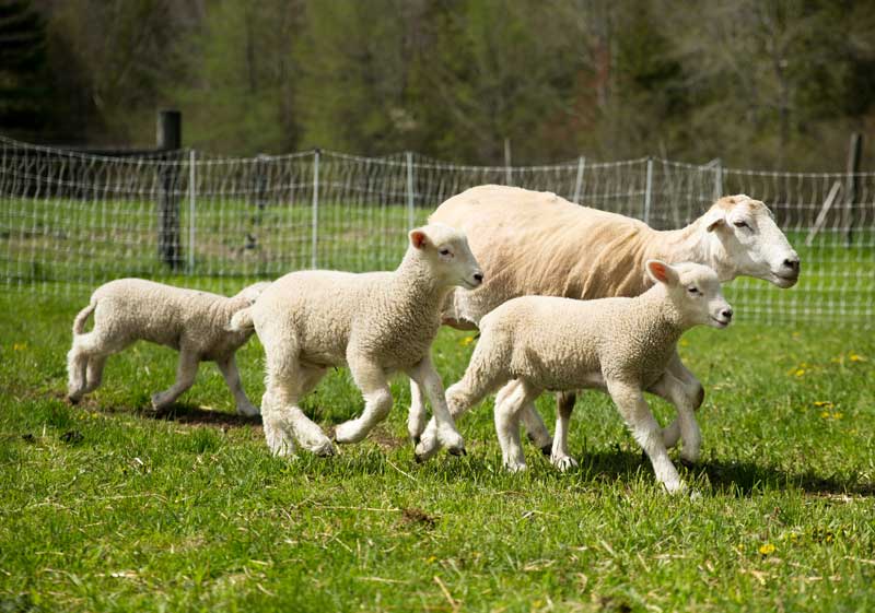 frisky lambs