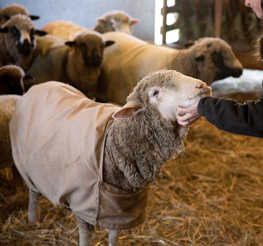 sheep