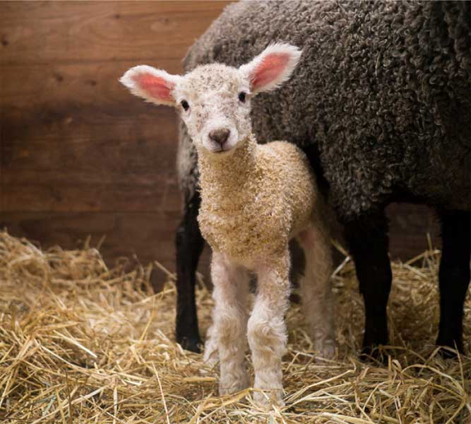 Wild Rose lamb