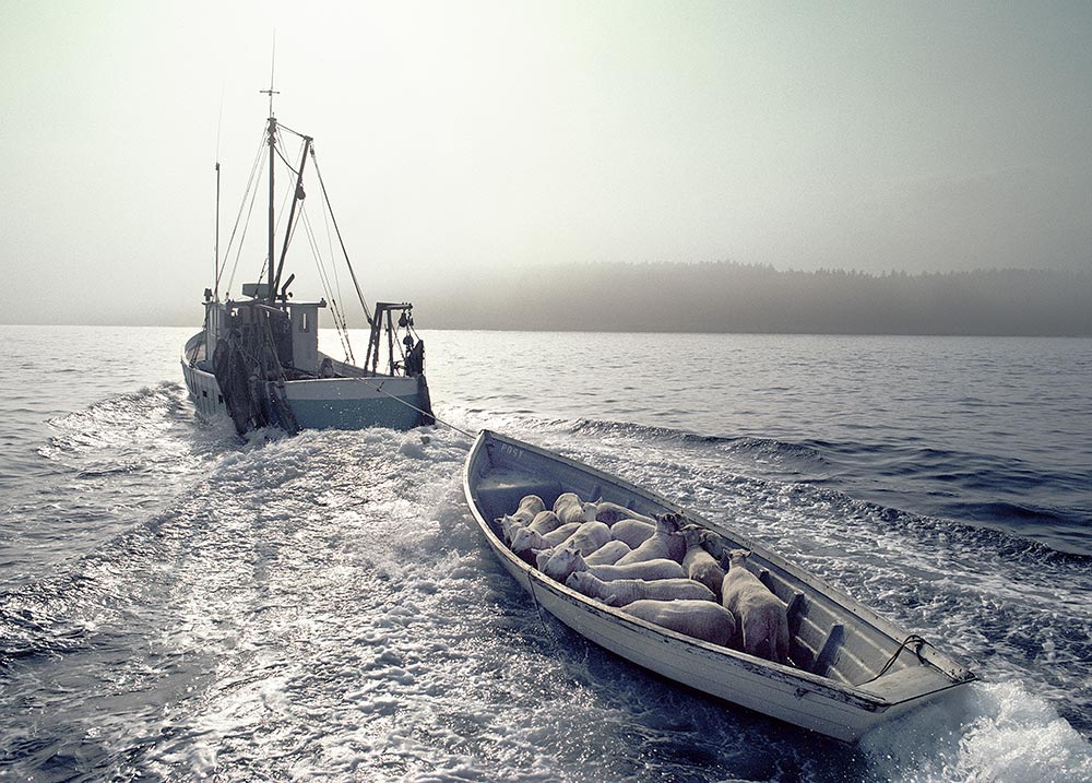 Clearing - Peter Ralston photograph