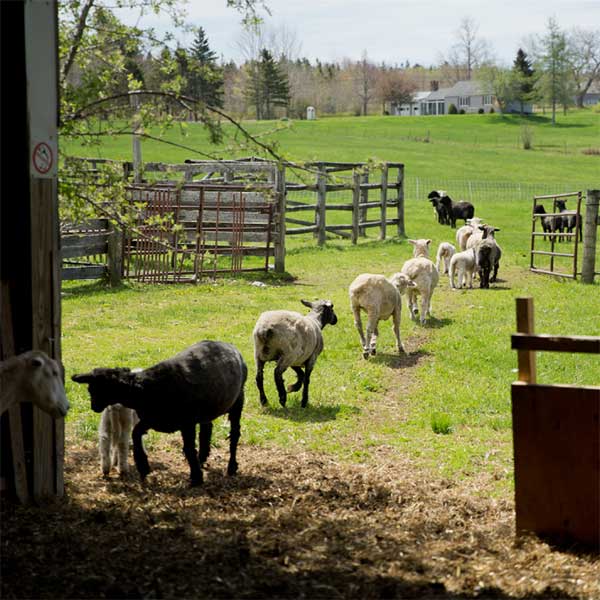 sheep heading out to graze