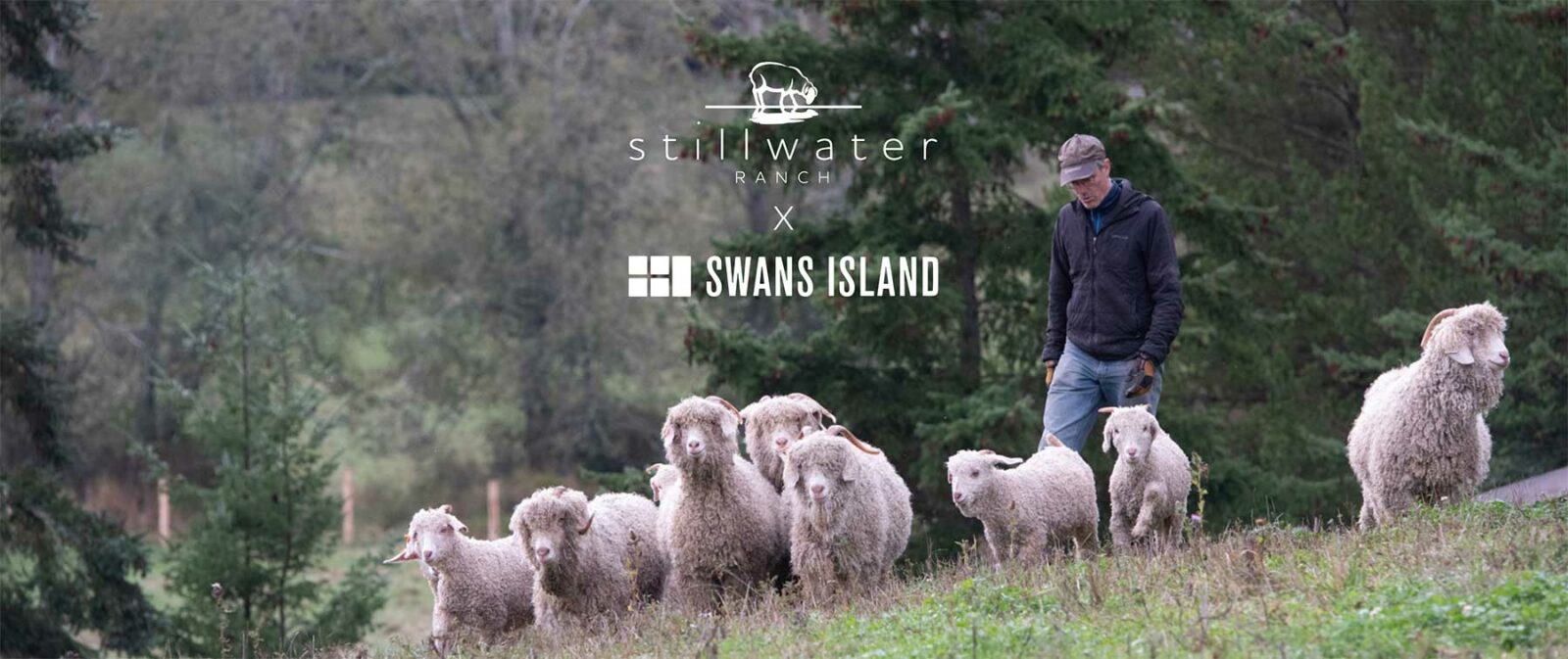 Stillwater ranch jumbo