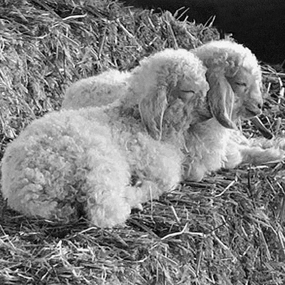 lambs