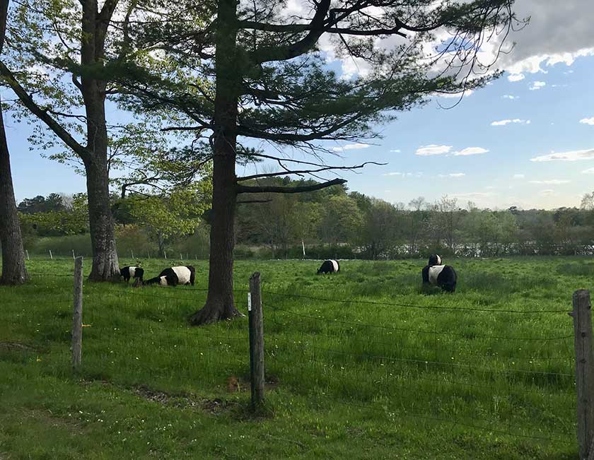 Belted Galloway