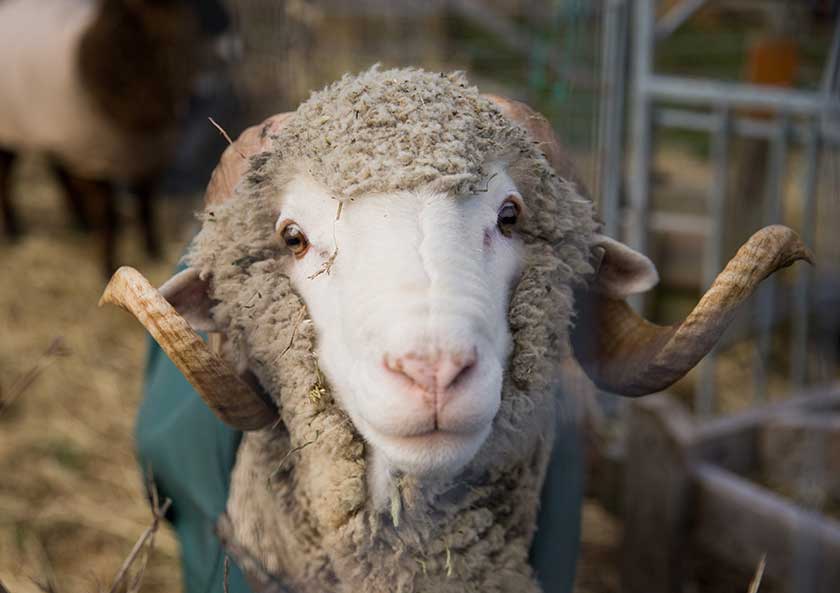 ram