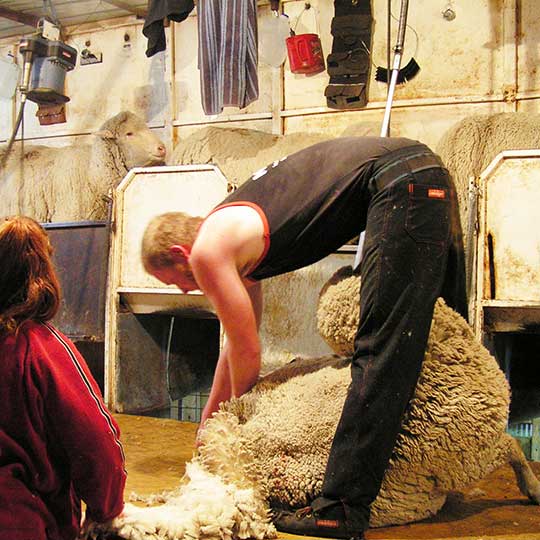 sheep shearing
