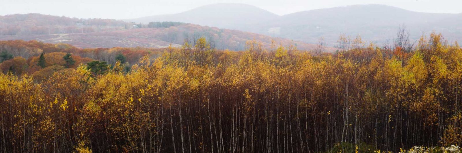 autumn colors