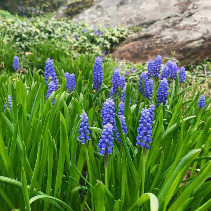 bluebells
