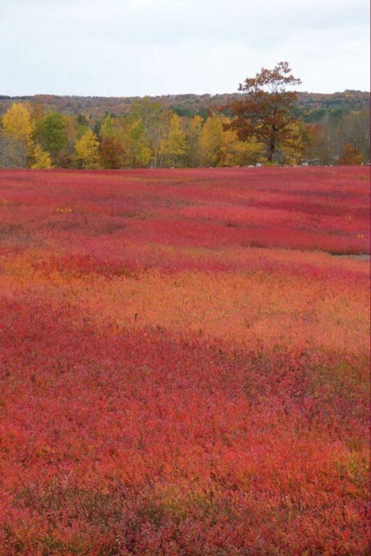 Swans Island Company's Autumn in New England Limited Edition Throw is inspired by the vibrant colors of the Maine landscape in the fall.