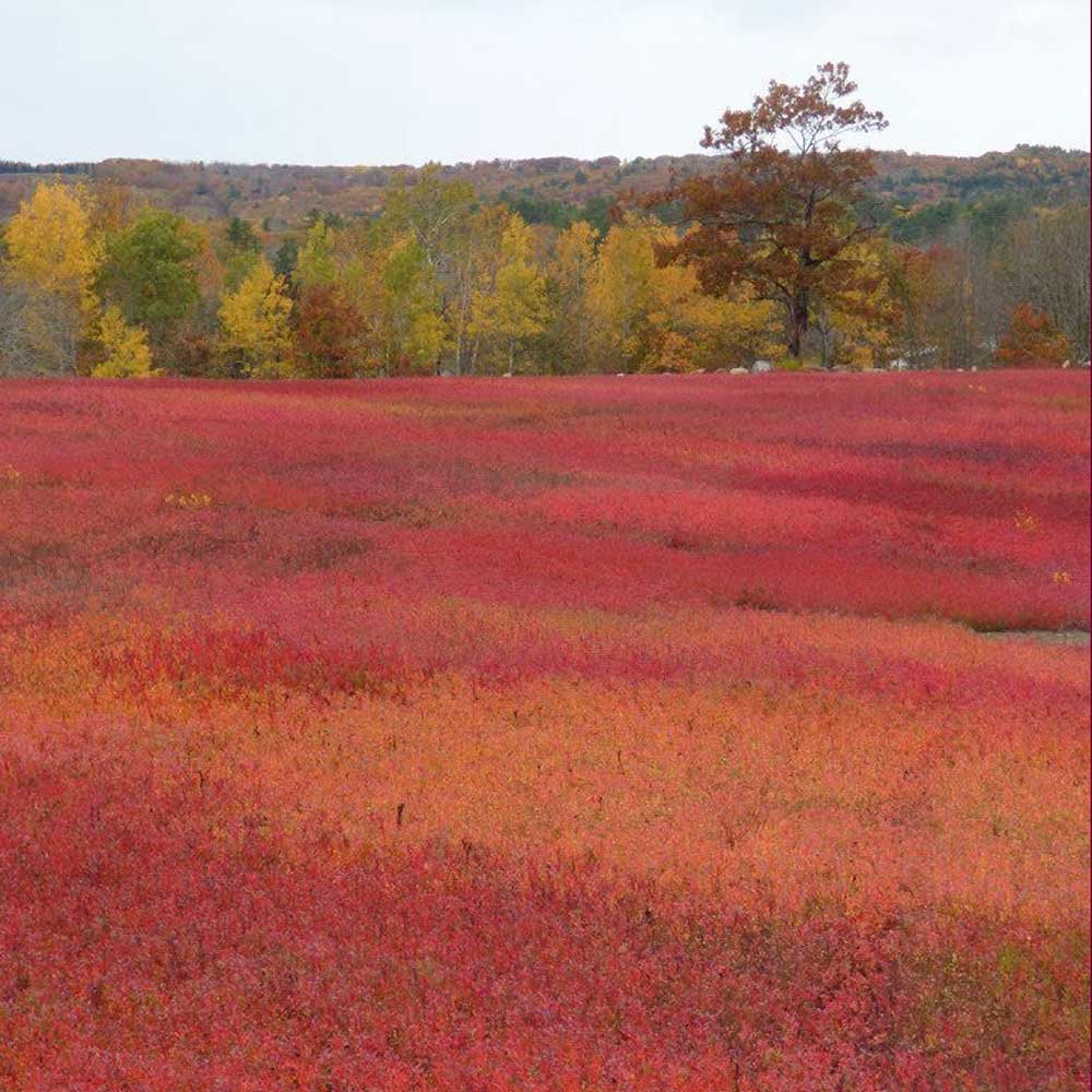 Swans Island Company's Autumn in New England Limited Edition Throw is inspired by the vibrant colors of the Maine landscape in the fall.
